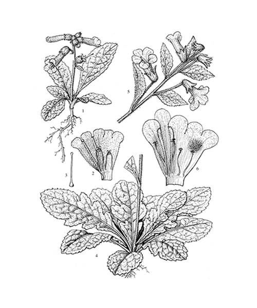 Natural compounds from  Rehmannia glutinosa